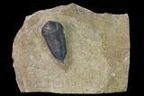 Ordovician Trilobite (Sokhretia?) - Erfoud, Morocco #171233-1